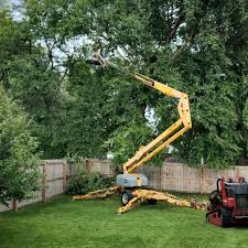 Best Arborist Consultation Services  in Springmont, PA