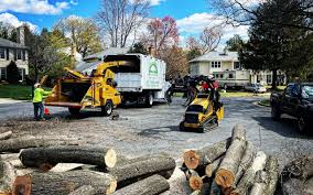 Best Tree Disease Treatment  in Springmont, PA