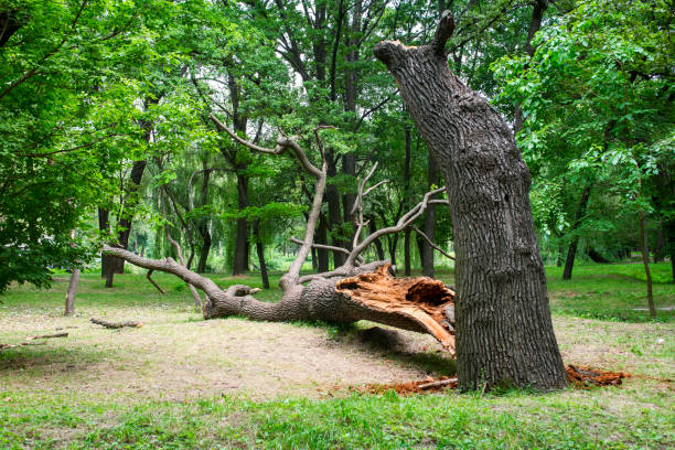 How Our Tree Care Process Works  in  Springmont, PA