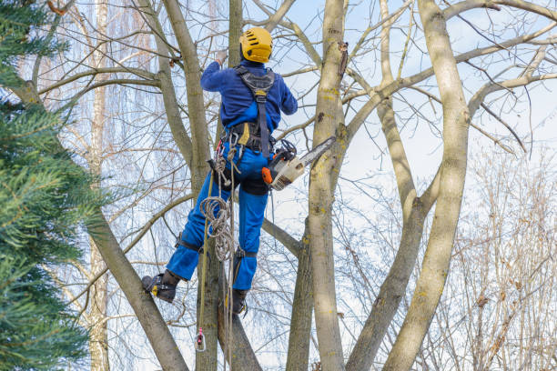 Best Tree Maintenance Programs  in Springmont, PA