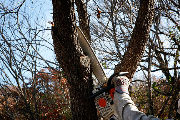 Best Tree Mulching  in Springmont, PA