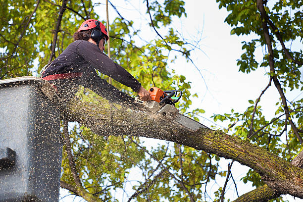 Best Leaf Removal  in Springmont, PA