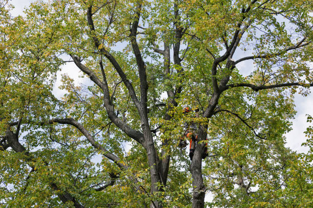 Best Tree Risk Assessment  in Springmont, PA